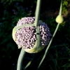 Allium porrum -- Lauch